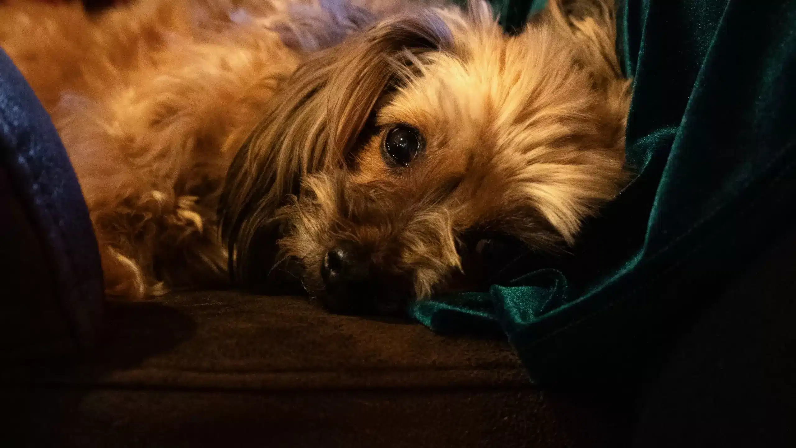 Hund entspannt im gemütlichen Chalet im Bayerischen Wald