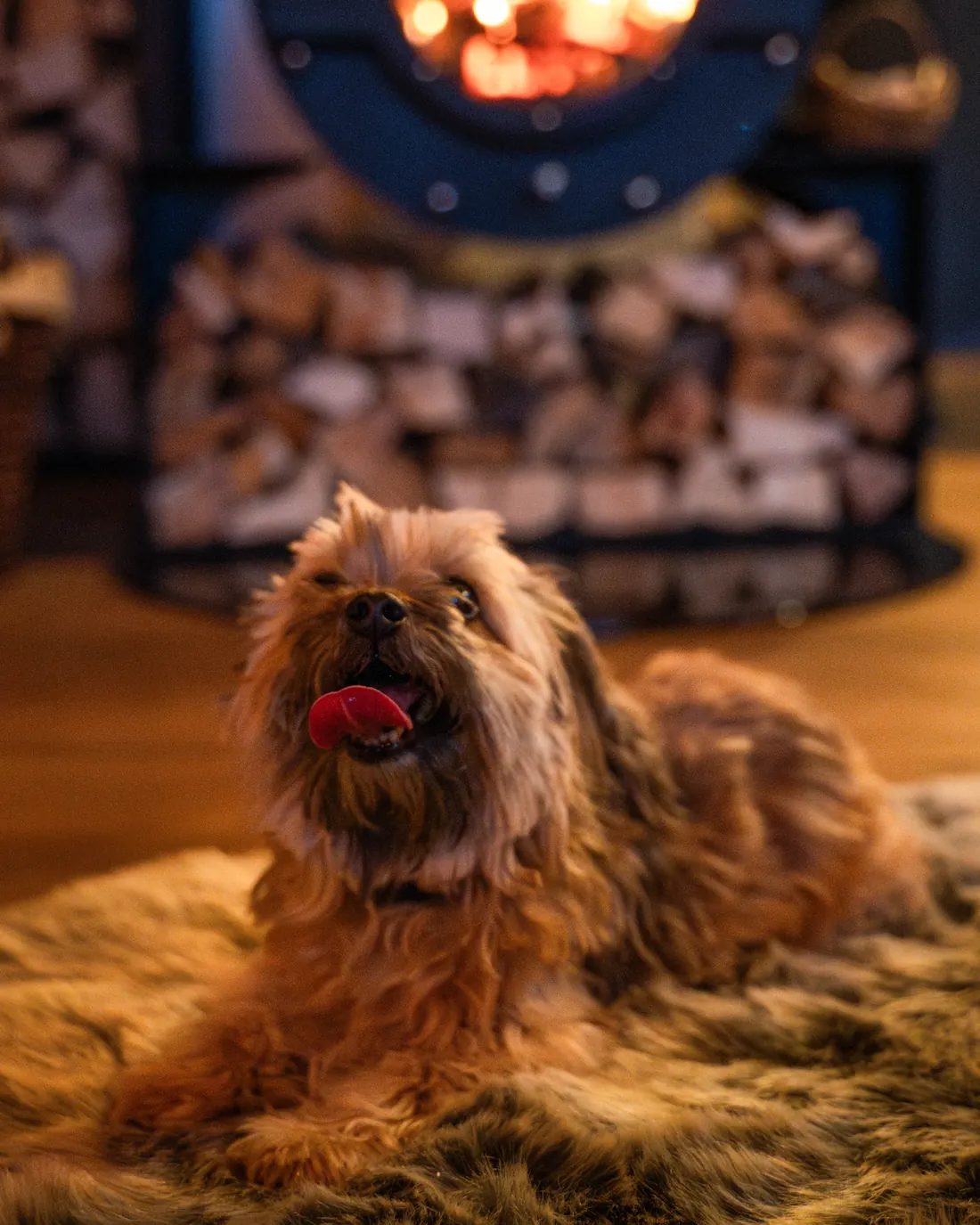 Hund liegt auf einem Fell vor dem Kaminofen
